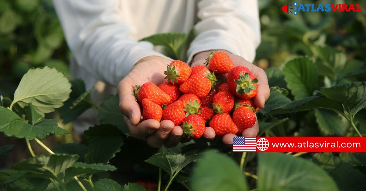 New Jobs USA Seasonal Jobs: Strawberry Pickers
