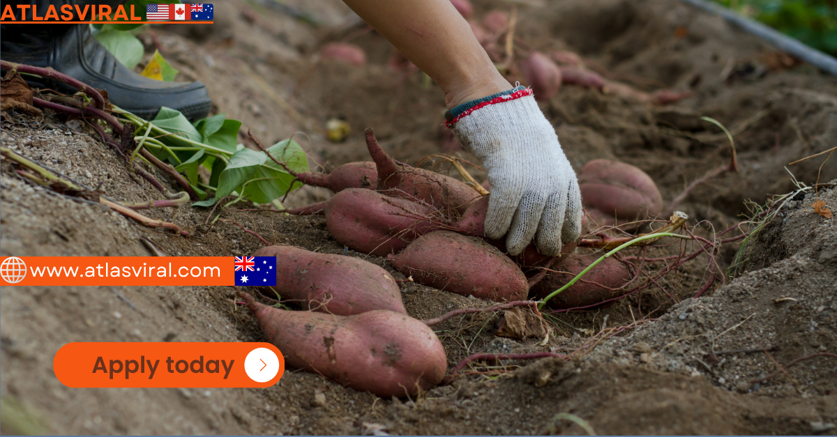 New Jobs Sweet Potato Farm Workers Wanted in Australia โ 2nd Year Visa Eligible!